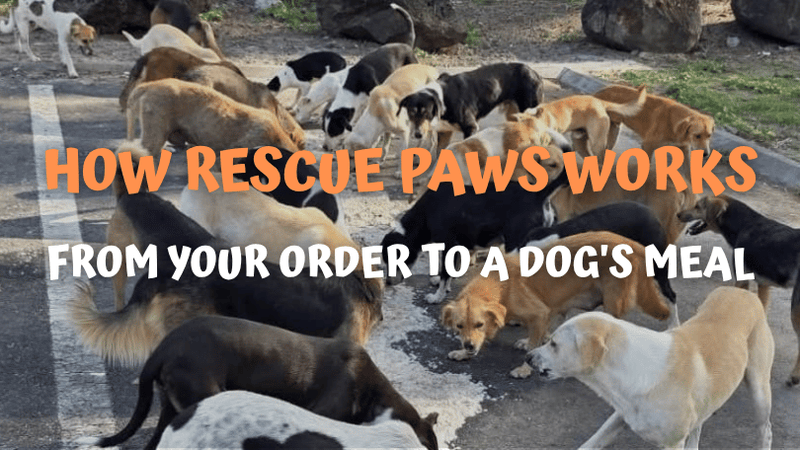 How Rescue Paws Works: From Your Order to a Dog's Meal