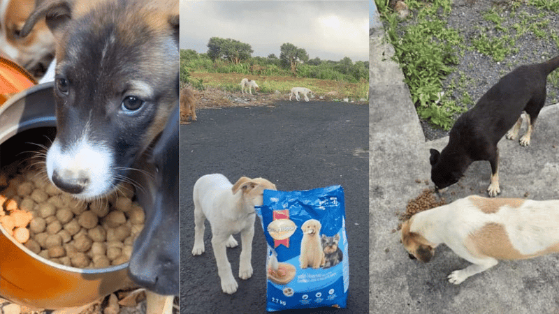 October 2025: Feeding Sessions Around the World