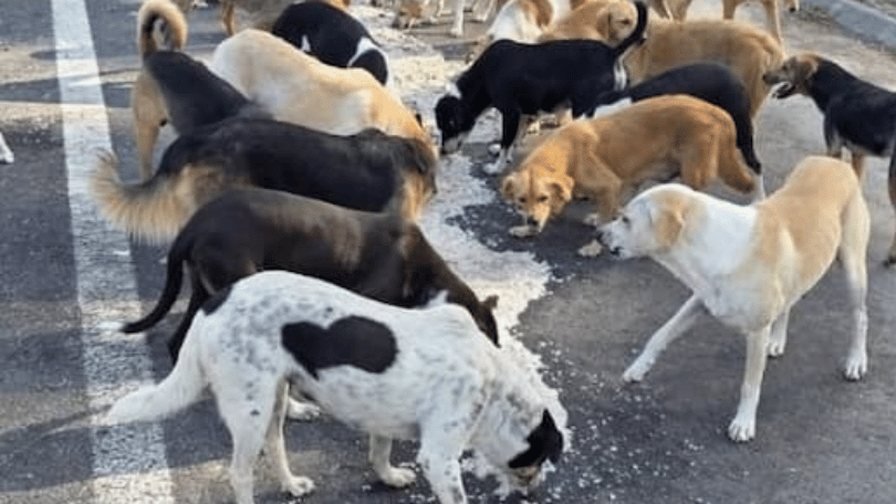 March 2026: More Dogs, More Meals