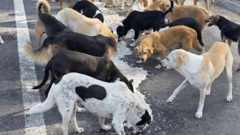 March 2026: More Dogs, More Meals