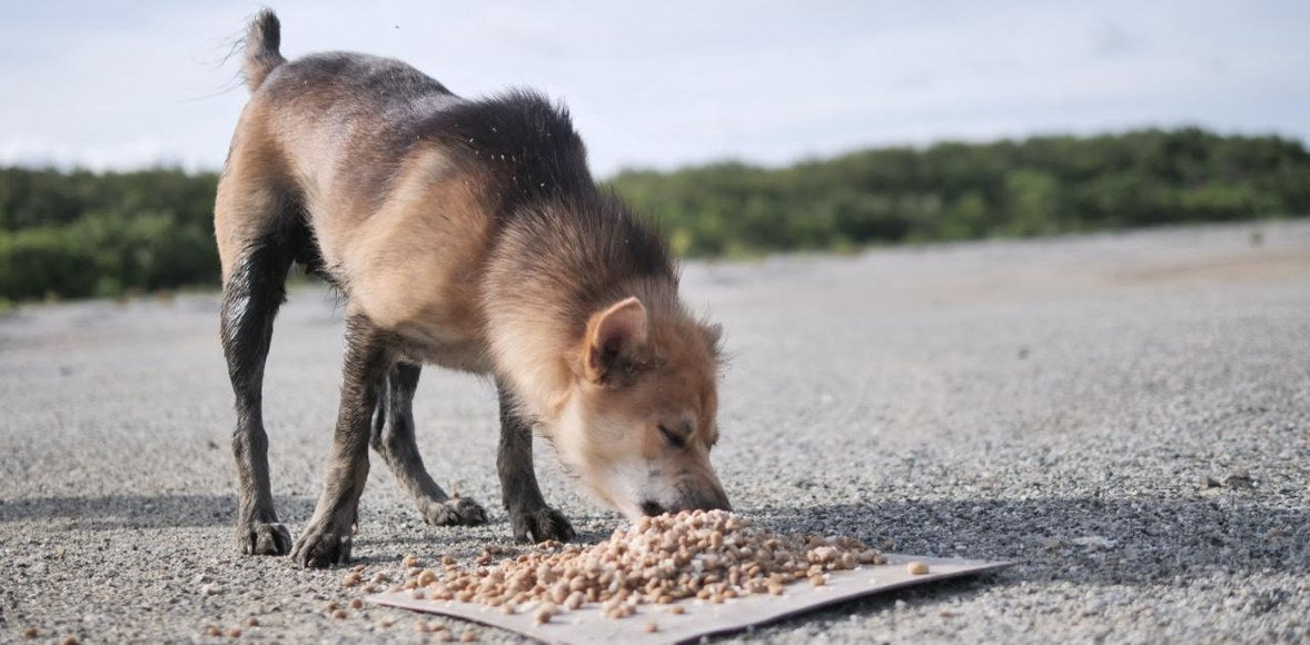 August 2026: The Dogs Got There First